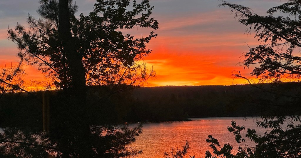 The Trees & The&nbsp;Memories